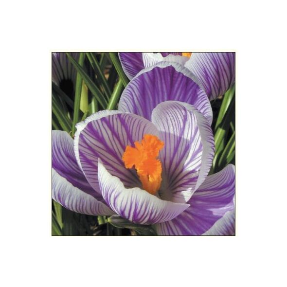 DA VINCI Karnet Kwiat Krokus DaVinci + koperta ( B2W 202 005)