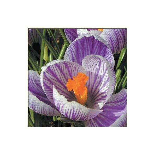 DA VINCI Karnet Kwiat Krokus DaVinci + koperta ( B2W 202 005)