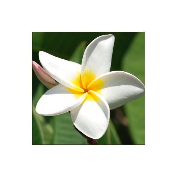 DA VINCI Karnet Kwiat Plumeria DaVinci 16x16 cm + koperta (B2W 202 001)