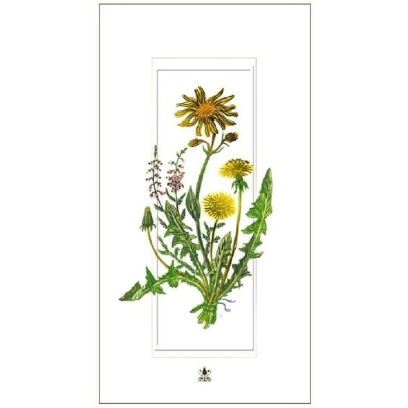 DaVinci Karnet kwiaty mlecze DaVinci 12x23 cm + koperta