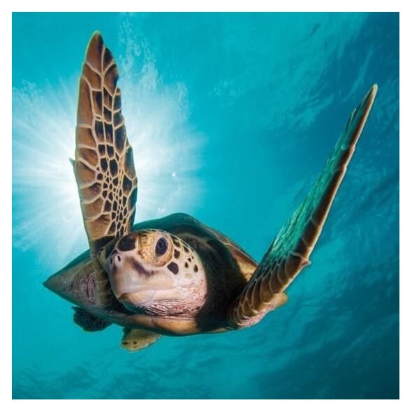 Museums & Galleries Karnet kwadrat z kopertą Green Turtle