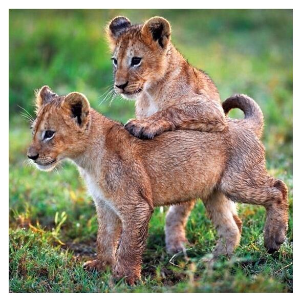 Museums & Galleries Karnet kwadrat z kopertą Lion Cubs
