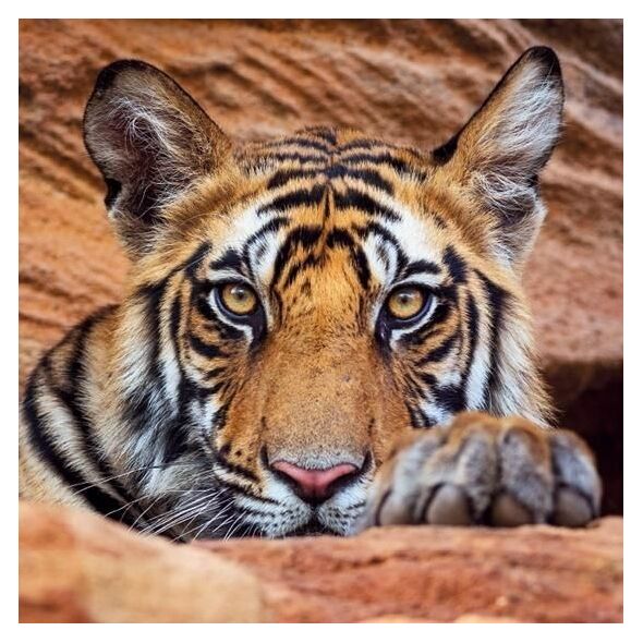 Museums & Galleries Karnet kwadrat z kopertą Tiger cub