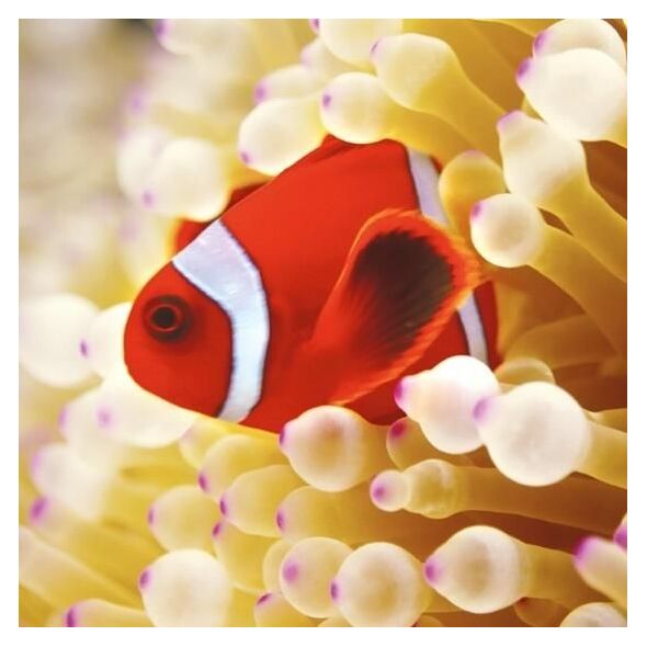 Museums & Galleries Karnet kwadrat z kopertą Clownfish in sea anemone