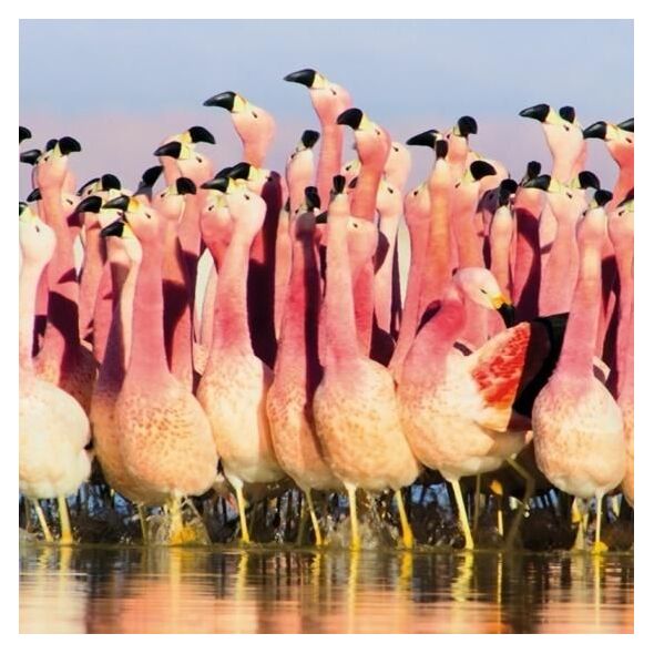 Museums & Galleries Karnet kwadrat z kopertą Andean Flamingoes