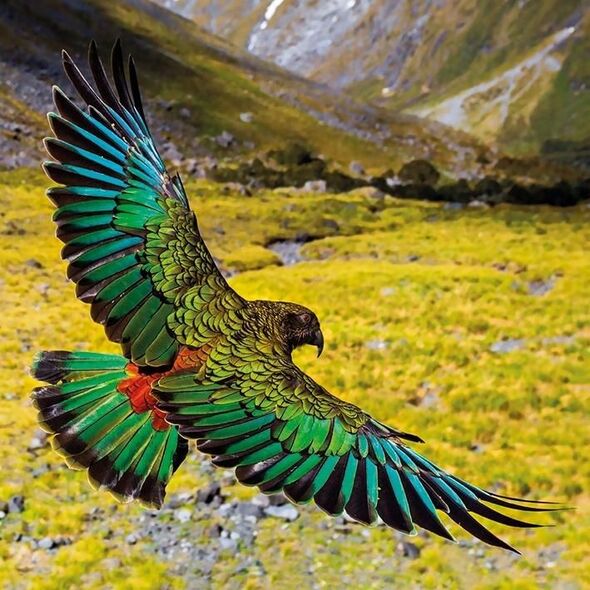 Museums & Galleries Karnet kwadrat z kopertą Alpine Parrot