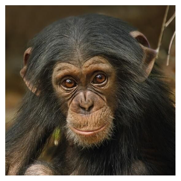 Museums & Galleries Karnet kwadrat z kopertą Baby Chimp