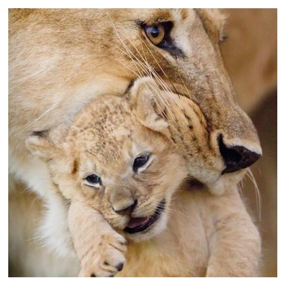 Museums & Galleries Karnet kwadrat z kopertą Lioness and cub