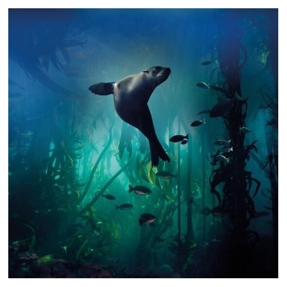 Museums & Galleries Karnet kwadrat z kopertą Galapagos Sea Lion