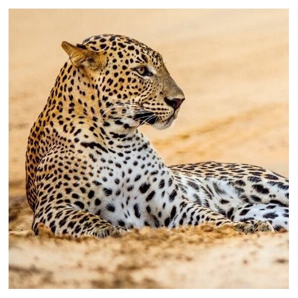 Museums & Galleries Karnet kwadrat z kopertą Leopard in sand