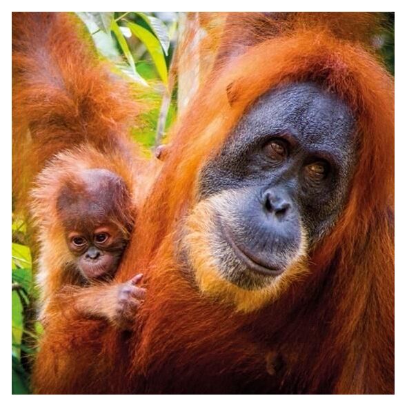 Museums & Galleries Karnet kwadrat z kopertą Sumatran Orangutan and Ba