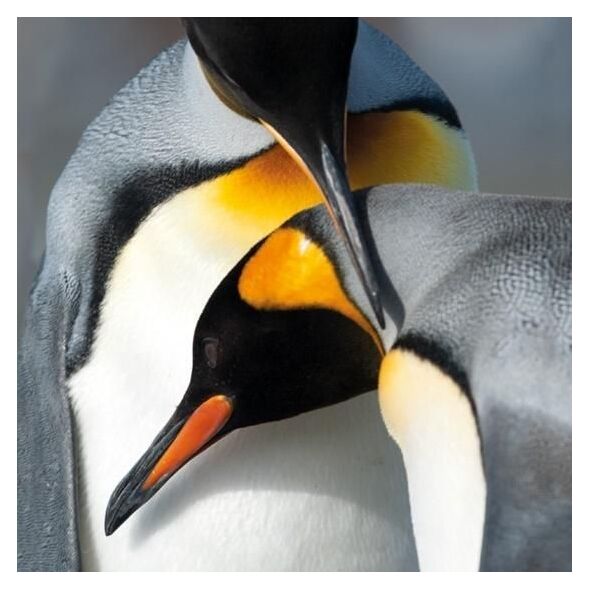 Museums & Galleries Karnet kwadrat z kopertą King Penguins