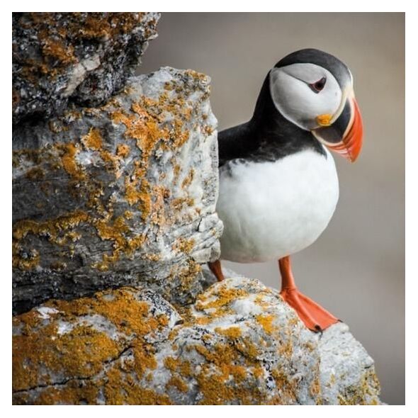 Museums & Galleries Karnet kwadrat z kopertą Puffin