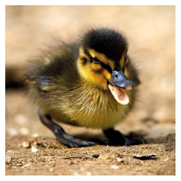 Museums & Galleries Karnet kwadrat z kopertą Mallard Duckiling
