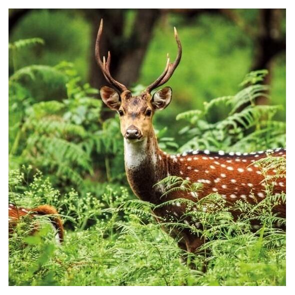 Museums & Galleries Karnet kwadrat z kopertą A Chital Deer