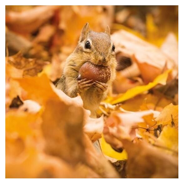 Museums & Galleries Karnet kwadrat z kopertą Chipmunk with an acorn