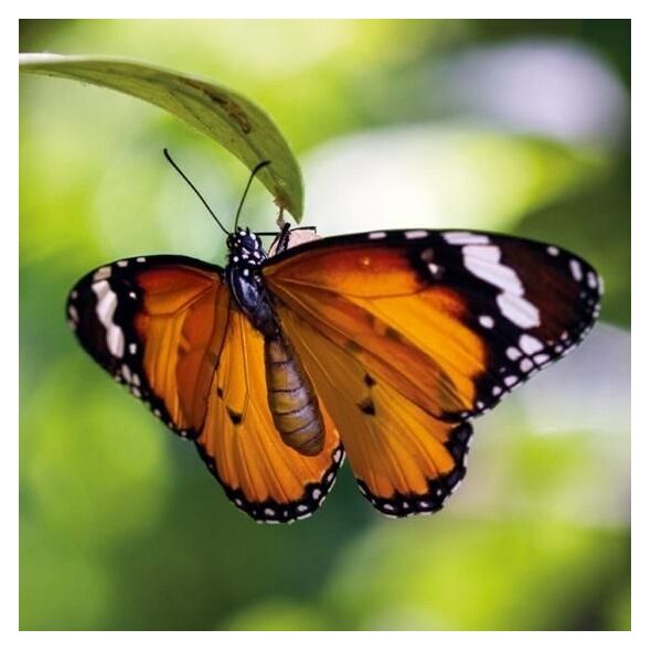 Museums & Galleries Karnet kwadrat z kopertą Tiger Butterfly