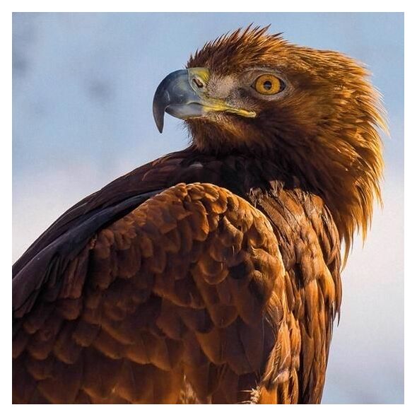 Museums & Galleries Karnet kwadrat z kopertą Golden Eagle