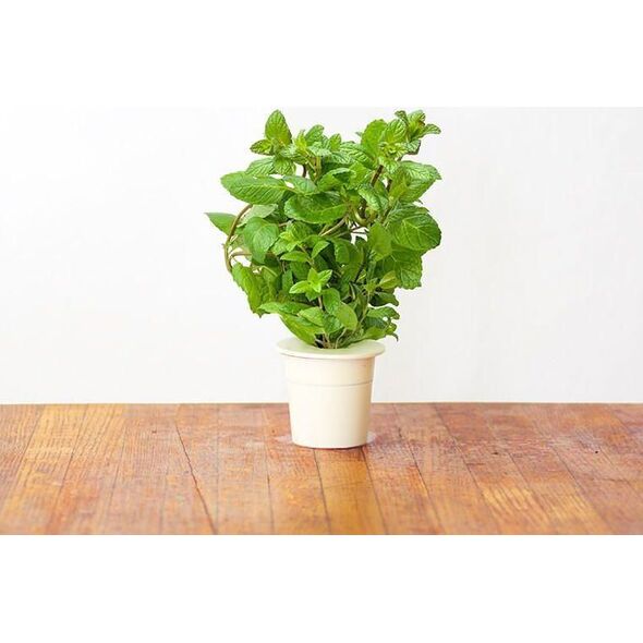 Click And Grow Click&Grow Kapsułki z nasionami Smart Soil Mięta pieprzowa 3pak