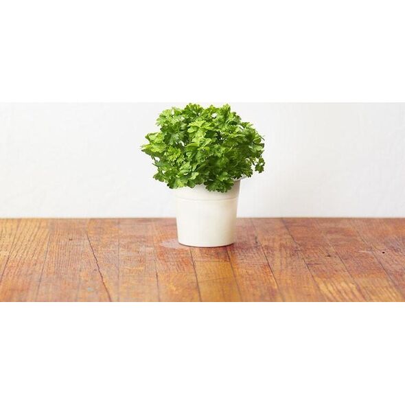 Click And Grow Click&Grow Kapsułki z nasionami Smart Soil Pietruszka 3pak