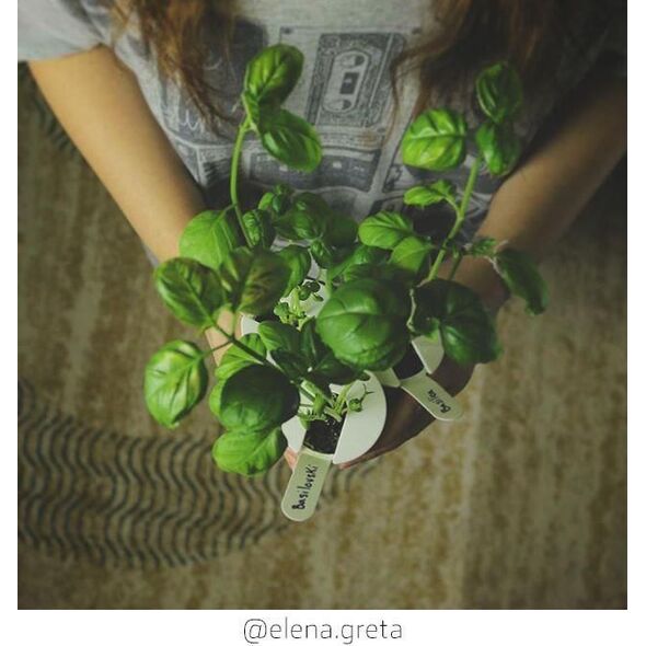 Click And Grow Click&Grow Kapsułki z nasionami Smart Soil Bazylia 3pak