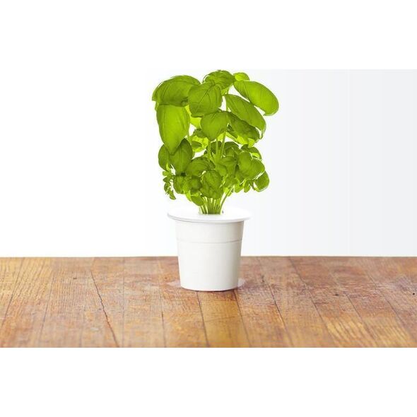 Click And Grow Click&Grow Kapsułki z nasionami Smart Soil Bazylia 3pak
