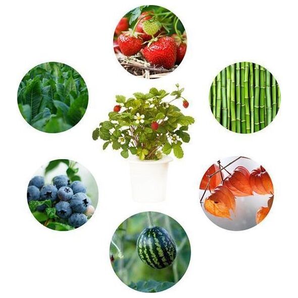 Click And Grow Click&Grow Kapsułki z nasionami Smart Soil Eksperymentalny 3pak