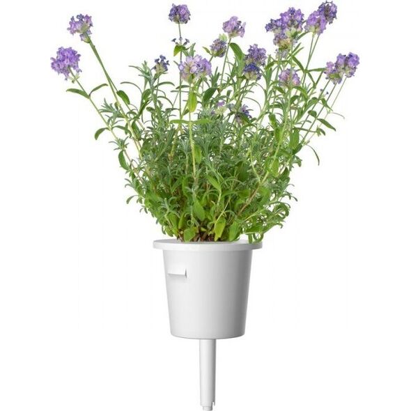 Click And Grow Refill Lawenda 3-pak