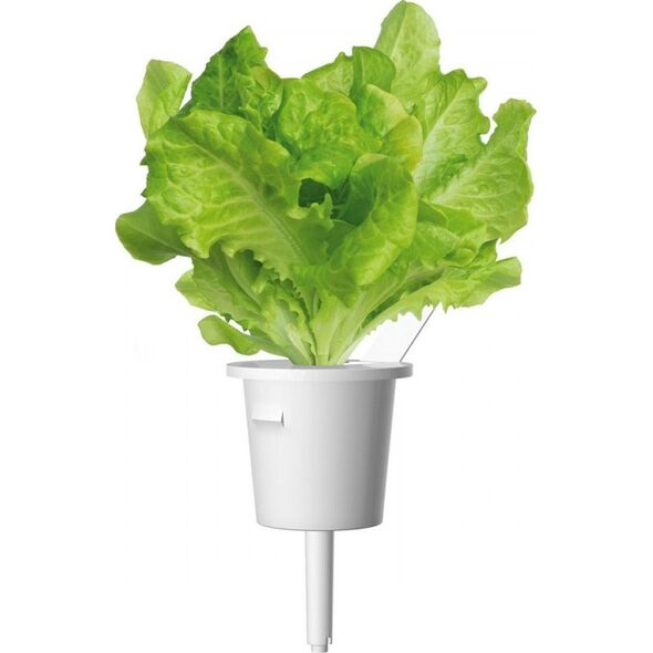 Click And Grow Refill sałata 3-pak