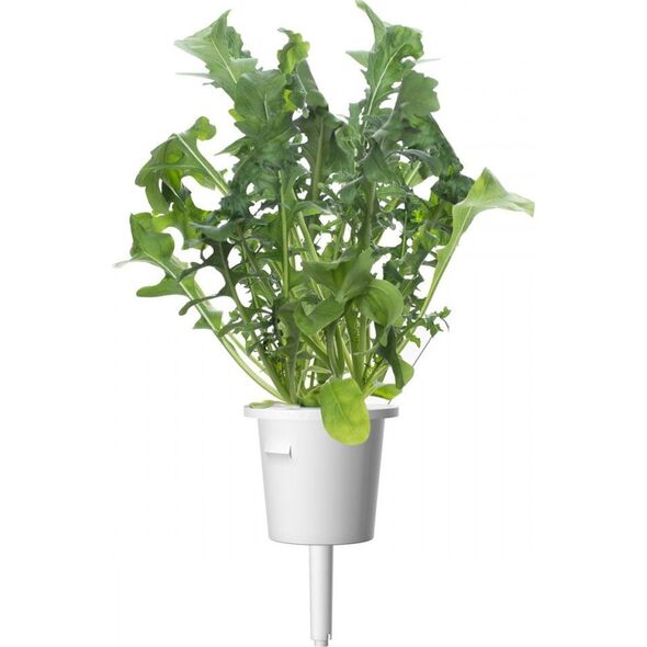 Click And Grow Refill rukola 3-pak