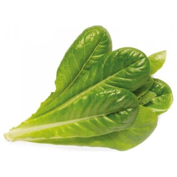 Click And Grow Click and Grow refill sałata rzymska 3-pak