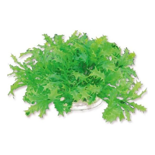 Happet HAPPET ROŚLINA FOLIA 10CM / 1F22