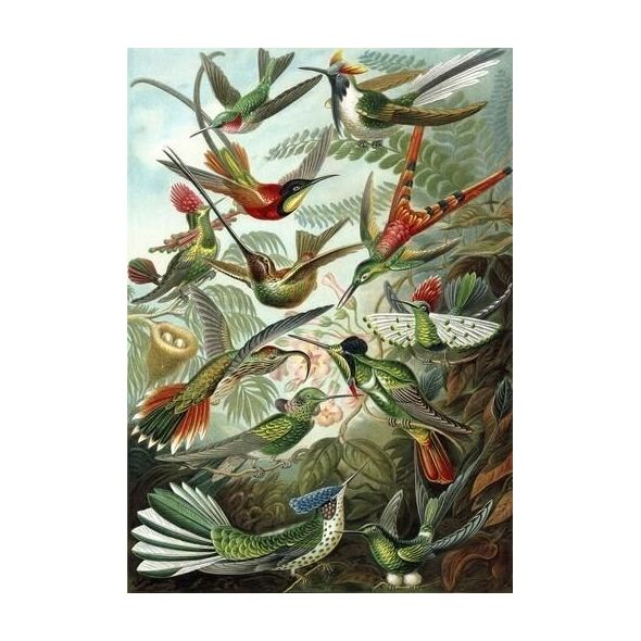 Madame Treacle Karnet B6 z kopertą Kolibry
