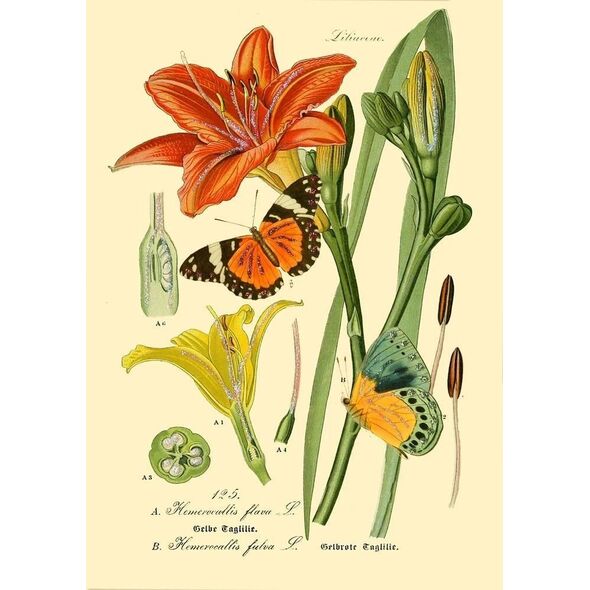 Madame Treacle Karnet B6 brokat z kopertą Natura 3