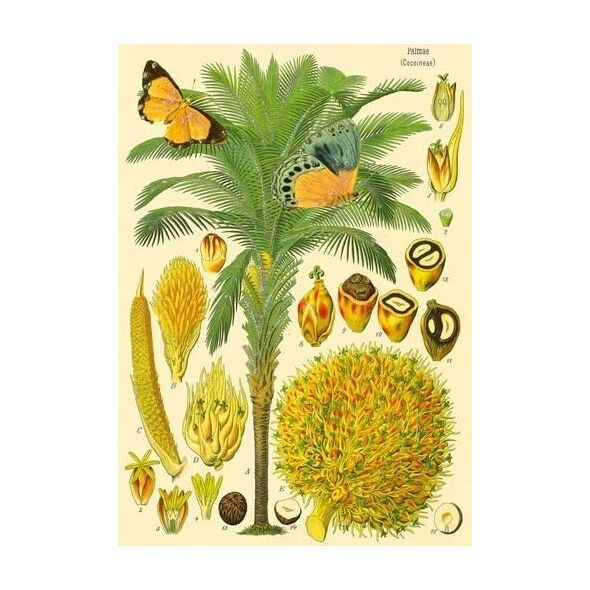Madame Treacle Karnet B6 brokat z kopertą Natura 5