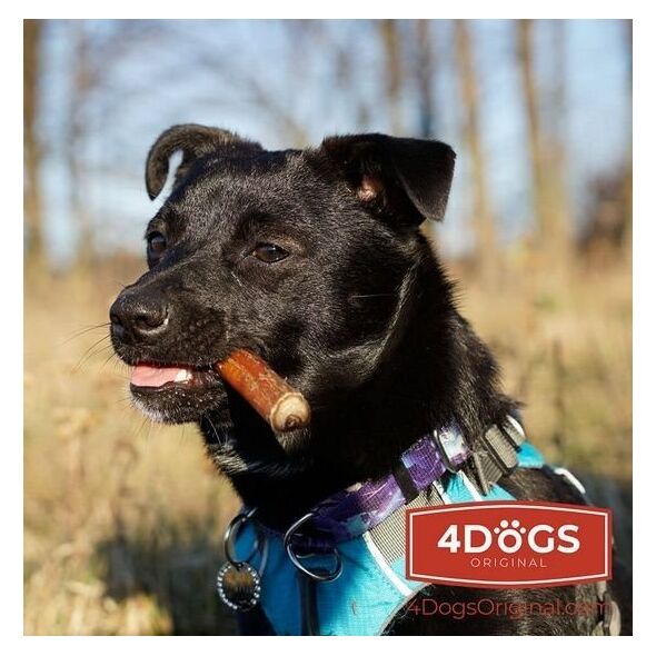4DOGS Gryzak M z penisa