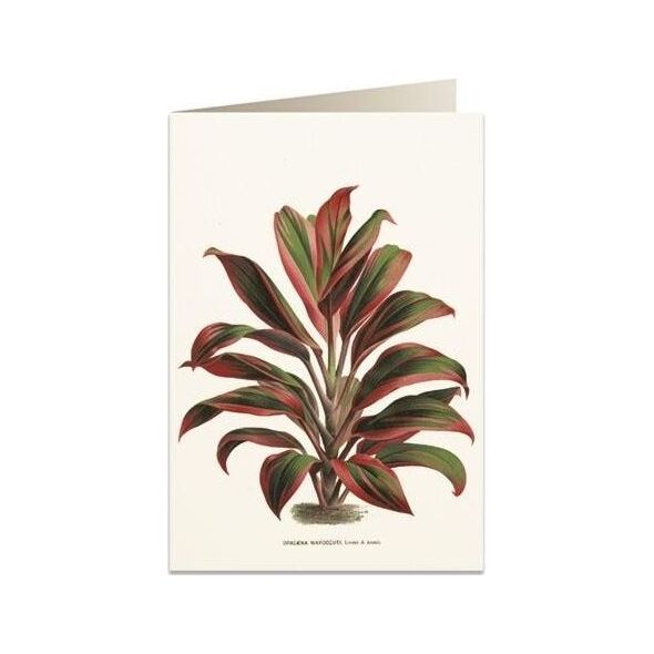Tassotti Karnet B6 + koperta 6064 Dracena czerwono-zielona