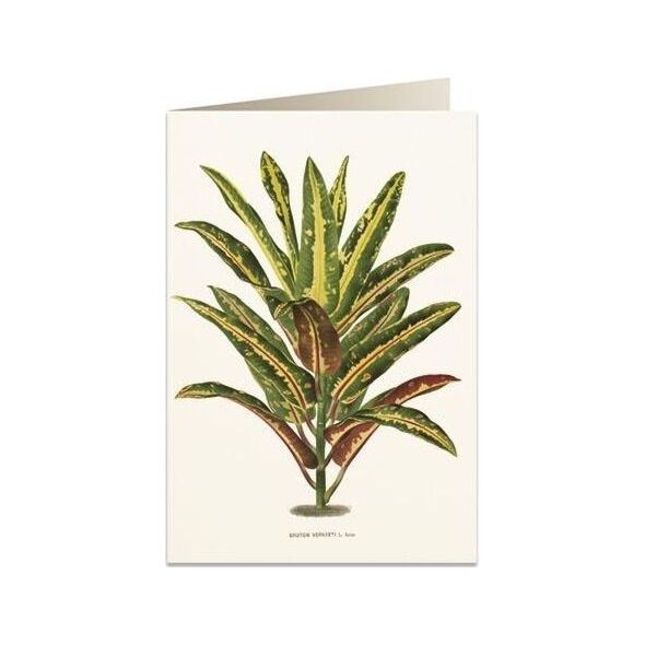 Tassotti Karnet B6 + koperta 6063 Dracena Croton