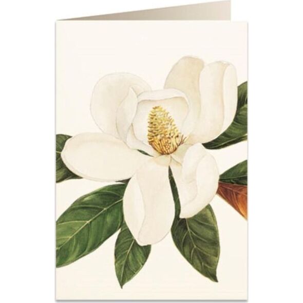Tassotti Karnet B6 + koperta 5601 Kwiat magnolii