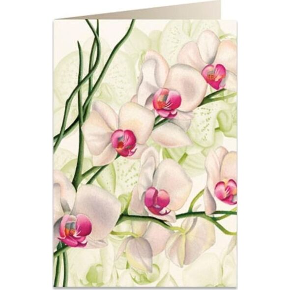 Tassotti Karnet B6 + koperta 5723 Biała orchidea