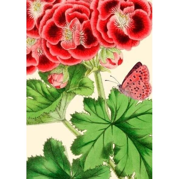 Madame Treacle Karnet B6 z kopertą Pelargonia