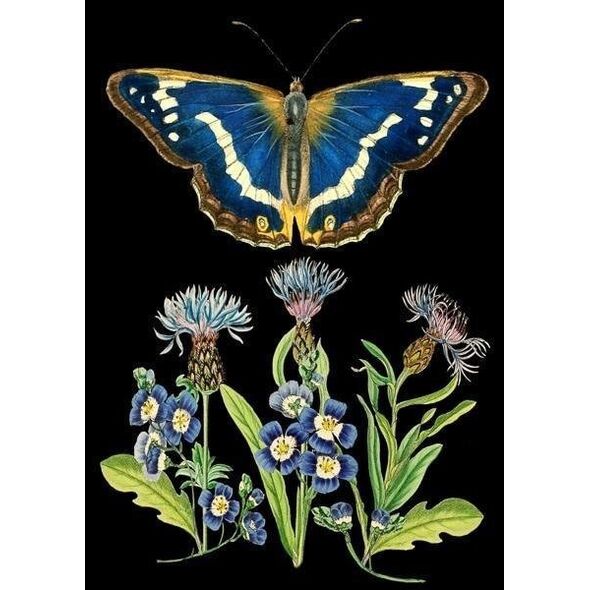 Madame Treacle Karnet B6 z kopertą Niebieski motyl