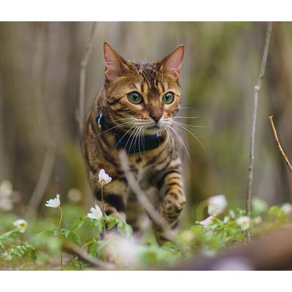 Tractive Tractive GPS CAT Mini - Dark Blue