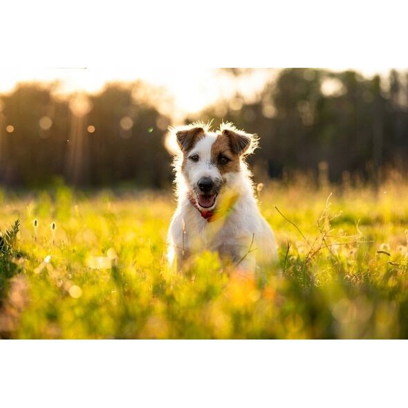 4DOGS 4Dogs Gryzak Dla Psa Ser Himalajski S Kurkuma do 5kg 33g