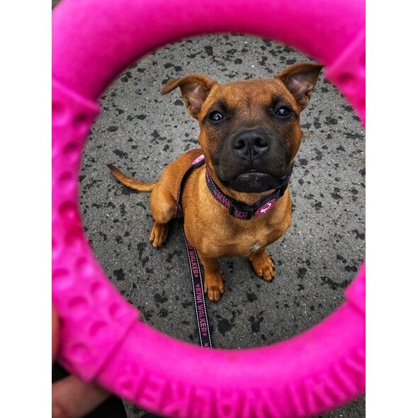 Triton Kiwi Walker Let's Play Ring Maxi niebieski