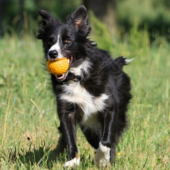 Triton Kiwi Walker Let's Play Ball Mini piłka pomarańczowa