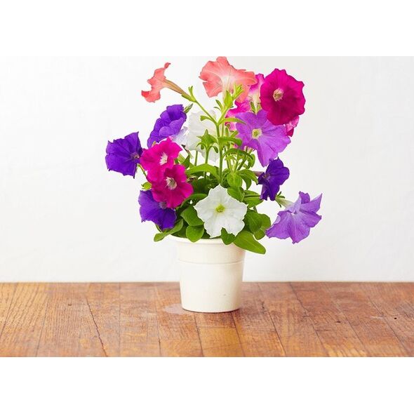 Click And Grow Click & Grow Smart Garden refill Petunia 3pcs