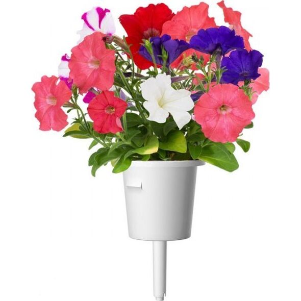 Click And Grow Click & Grow Smart Garden refill Petunia 3pcs