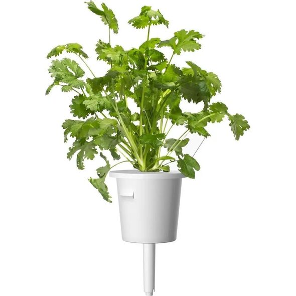 Click And Grow Click & Grow Plant Pod Steak Mix 9pcs