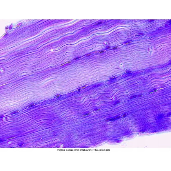 Mikroskop Mikroskop Delta Optical Genetic Pro z kamerą 3MP